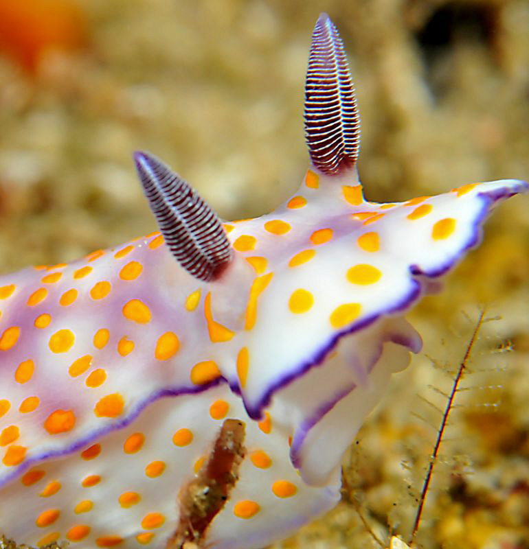 Risbecia Pulchella by Charles Wright 