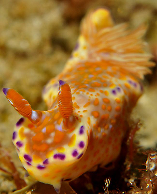 Ceratosoma Tenue by Charles Wright 