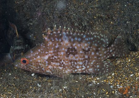 Reef fish. Night dive. Galapagos. D200, 60mm. by Derek Haslam 