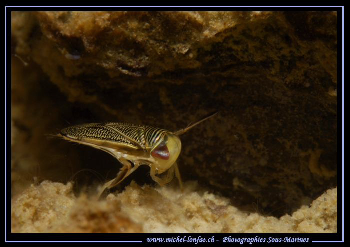 A Common water boatman - came accross him at about 7 m...... by Michel Lonfat 