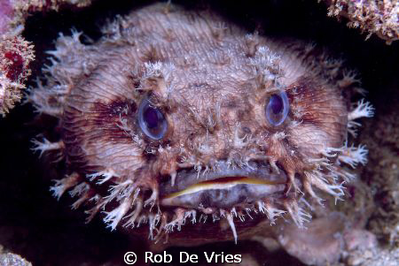 Queensland Toadfish, taken with my FujiS2pro, 60 mm lence... by Rob De Vries 