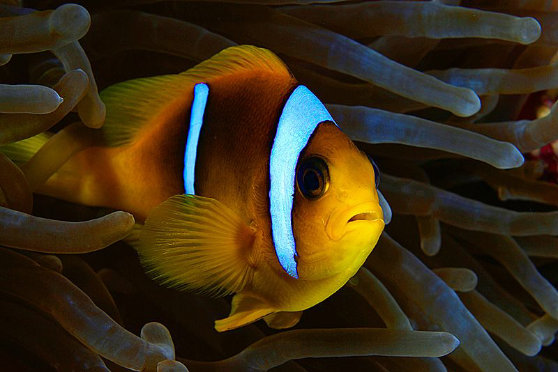 Clown Fish and Anemone - Red Sea - Egypt. by Jim Garland 
