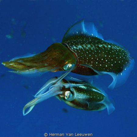 Mating squids by Herman Van Leeuwen 