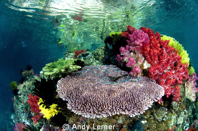 Beautiful shallow reefs near FakFak Indonesia by Andy Lerner 