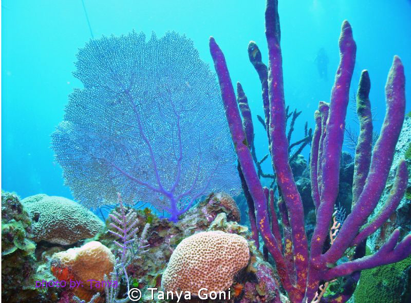 Purple seafan and corals. 45-50'. diver in background by Tanya Goni 