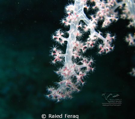 a lighting soft corals by Raied Feraq 