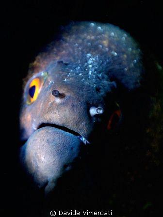 yellow-eyed devil - mooray eel taken @ baa atholl, maldiv... by Davide Vimercati 
