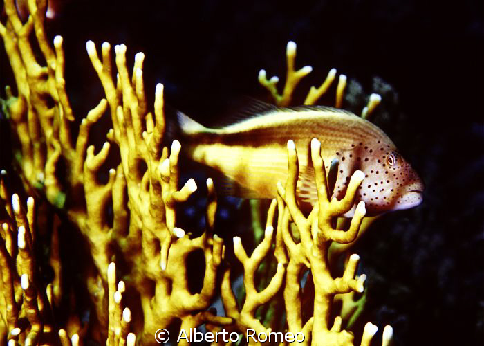 Portrait of a hawkfish rest on firecoral. by Alberto Romeo 