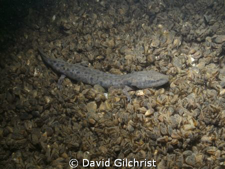 A mudpuppy lies on a bed of zebra mussels. by David Gilchrist 