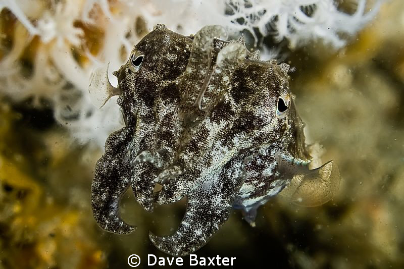 Babe cuttlefish -ohhhh so cute by Dave Baxter 
