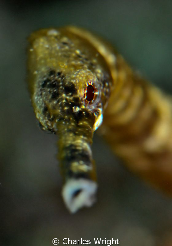 Pipefish shot in Mozambique. by Charles Wright 
