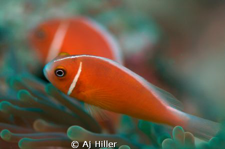 Orange clownfish relax in their anemone surroundings. by Aj Hiller 