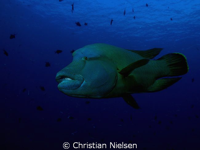 Friendly Napoleon Fish on the fantastic divesite, Fishhea... by Christian Nielsen 