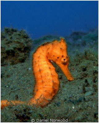 Seraya seahorse. I visited this seahorse on numerous occa... by Daniel Norwood 
