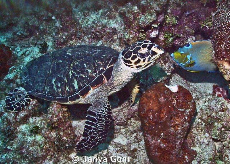 Came across this hawksbill turtle just sitting on the ree... by Tanya Goni 