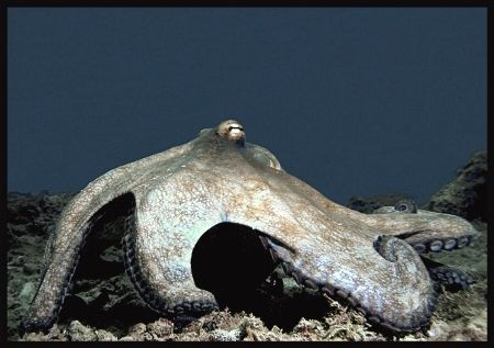 Reef Octopus by Thomas Dinesen 