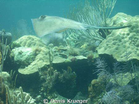 Southern sting ray.  This ray was spooked by another dive... by Denis Krueger 
