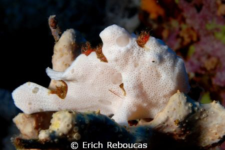 Ginger fringe!
Profile of a juvenile frogfish, trying a ... by Erich Reboucas 