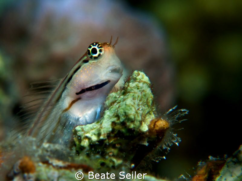 Redlip Blenny , taken with Conon G10 and UCL165 by Beate Seiler 
