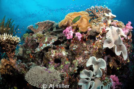 Life on the reef--gorgeous array of color and marine life... by Aj Hiller 