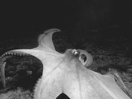 Such luck to spend time with an octopus. by Thomas Dinesen 