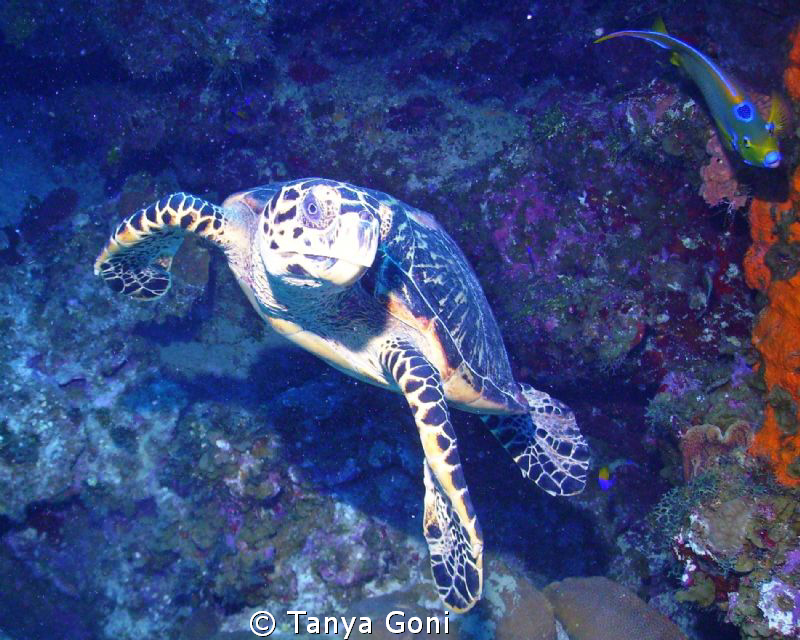 "You lookin at me?"Came up on this hawksbill turtle while... by Tanya Goni 