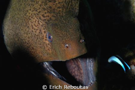 Say ahhhhh!
Giant moray and cleaner wrasse.
One strobe ... by Erich Reboucas 