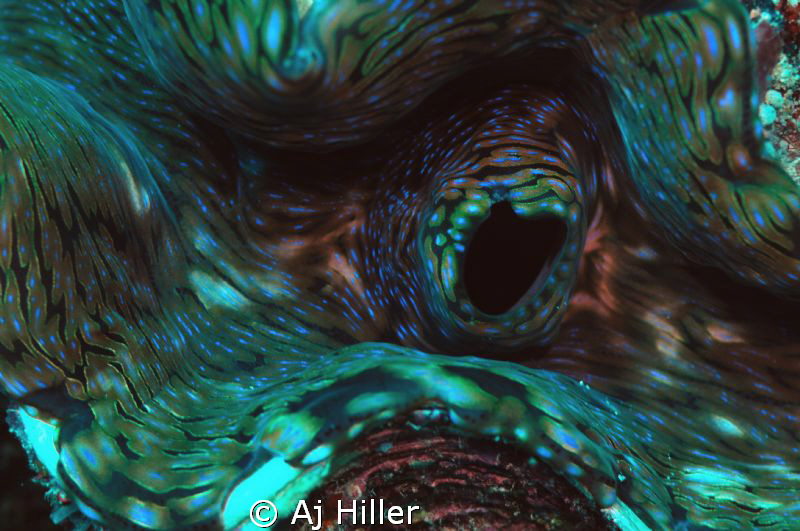 Macro close-up of the colorful patterns of a giant clam; ... by Aj Hiller 