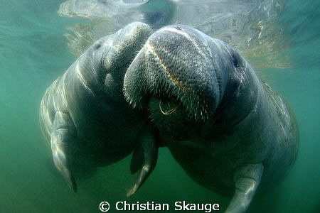 Manatee Love in Crystal Springs. Cute and cuddly animals! by Christian Skauge 
