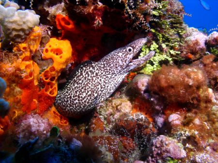 As I swam past this coral head in Cozumel, I didn't reali... by Roger Dunton 