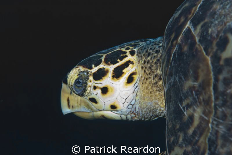 Close up of turtle taken in Grand Cayman with 105 macro. by Patrick Reardon 