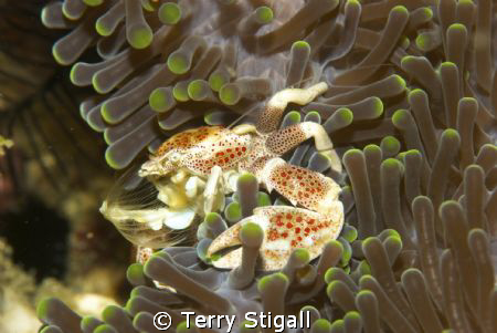 Porcelain Crab on anemone - His net is out and he is filt... by Terry Stigall 