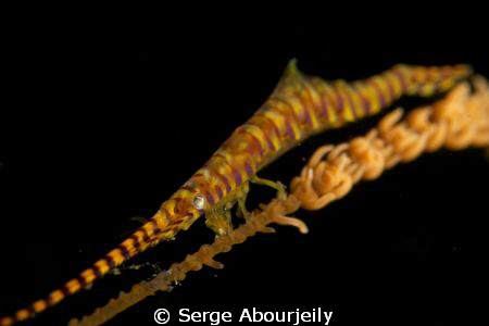 Sawblade Shrimp by Serge Abourjeily 