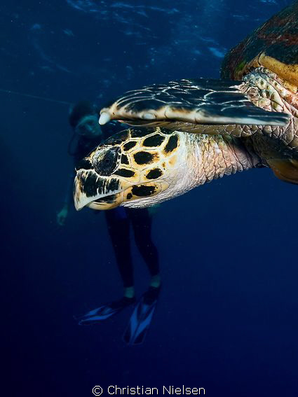 Looking.
Hawksbill Turtle and my wife on Daedalus Reef.
... by Christian Nielsen 