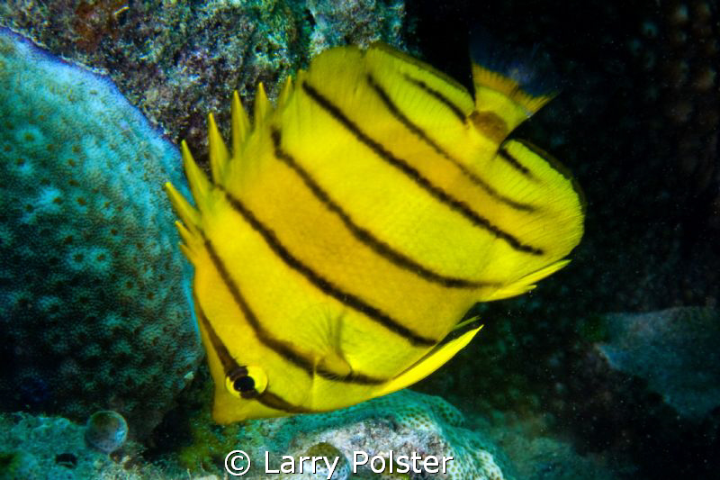 Eight Banded Butterflyfish  D300-60mm by Larry Polster 