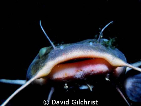 Catfish portrait taken on night dive in the Niagara River... by David Gilchrist 