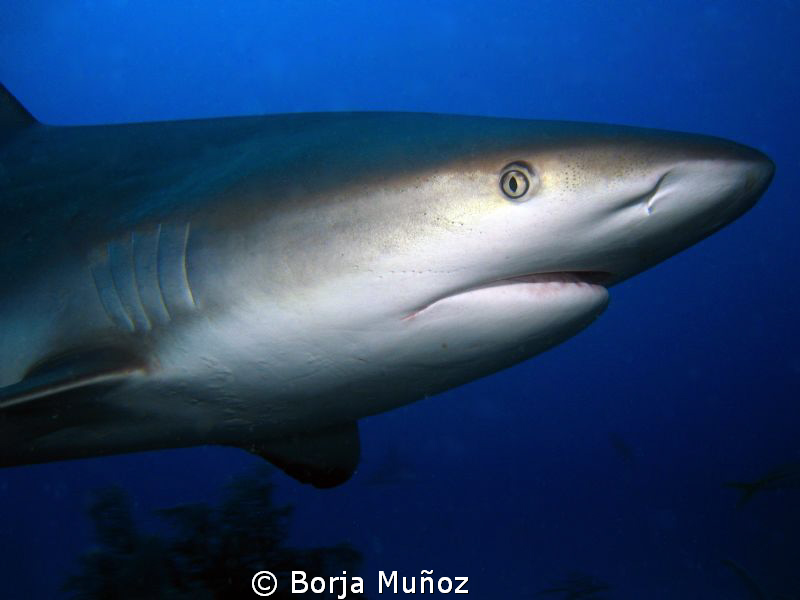 Grey reef shark with a mad look on his face by Borja Muñoz 