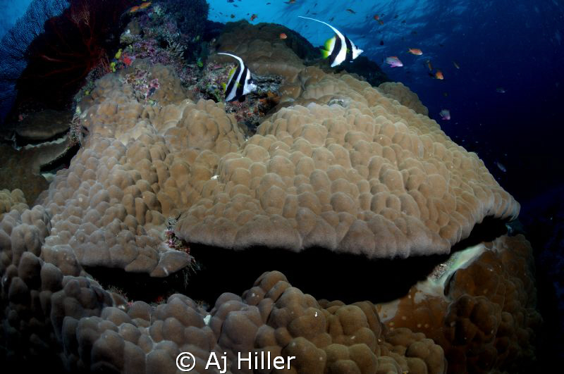 Schooling bannerfish over hard coral; Nikon D2X, 10.5mm, ... by Aj Hiller 