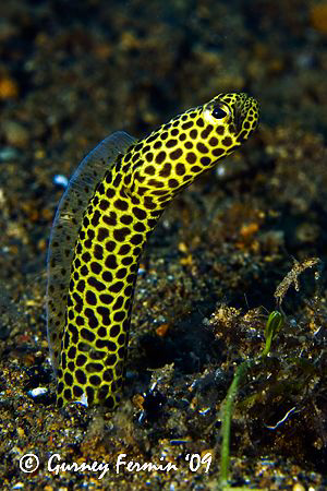 A garden eel that caught my fancy. Took a lot of patience... by Gurney Fermin 