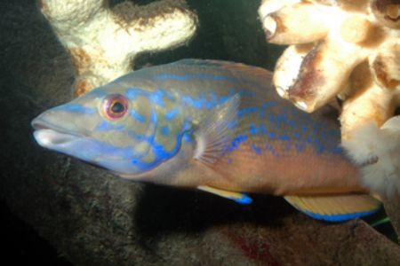 Cheeky Cuckoo Wrasse! These guys have so much character! ... by Grant Kennedy 