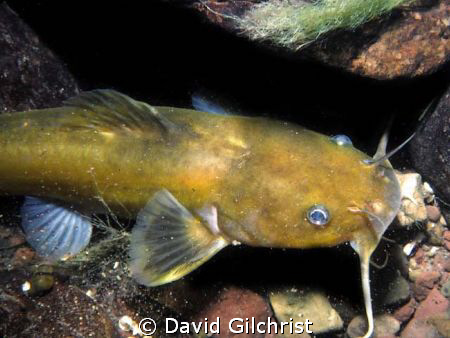 Yellow Bullhead Catfish in Niagara River during night dive. by David Gilchrist 