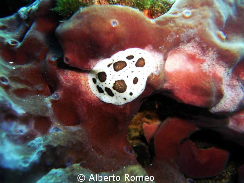 Peltodoris atromaculata eating a spongie Petrosia sp. by Alberto Romeo 