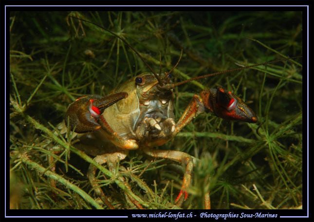 A beautiful Noble crayfish in a little lake not far from ... by Michel Lonfat 