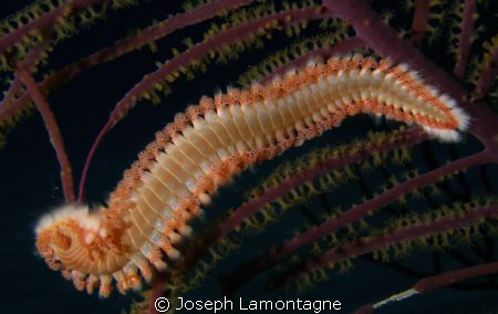 Fireworm on a Purple gorgonian was taken last spring in t... by Joseph Lamontagne 