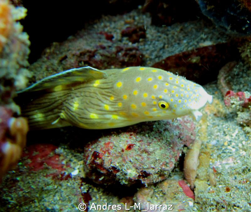 Spotted EEl by Andres L-M_larraz 