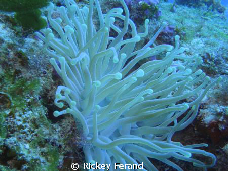 Close-up of an anemone shot with Sony Cyber-shot DSC-WX1/... by Rickey Ferand 