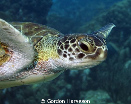 What a friendly turtle, just came swimming up to check us... by Gordon Harveson 
