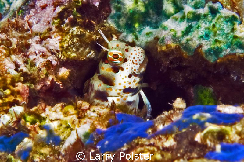 Unusual freckle face blenny. D300-60mm by Larry Polster 
