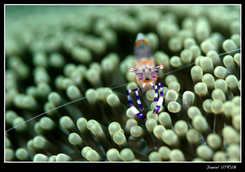 commensal shrimp ;-D by Daniel Strub 