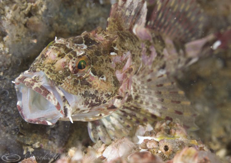 Long spined scorpion fish. North Wales. D3,60mm. by Derek Haslam 